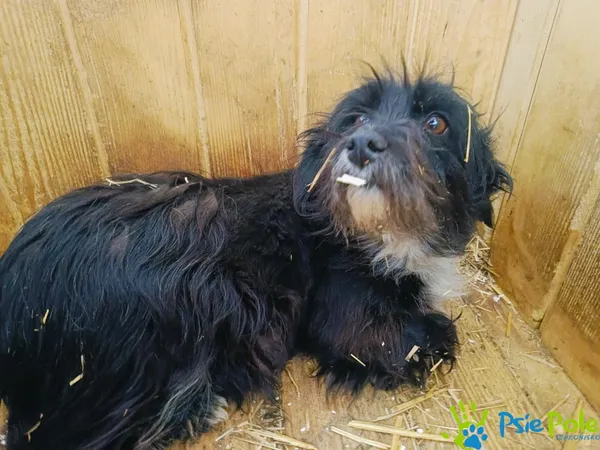 Znaleziono psa, Racławice, 7 kwietnia 2025 (3/4)