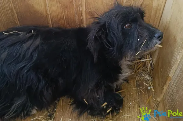 Znaleziono psa, Racławice, 7 kwietnia 2025 (4/4)