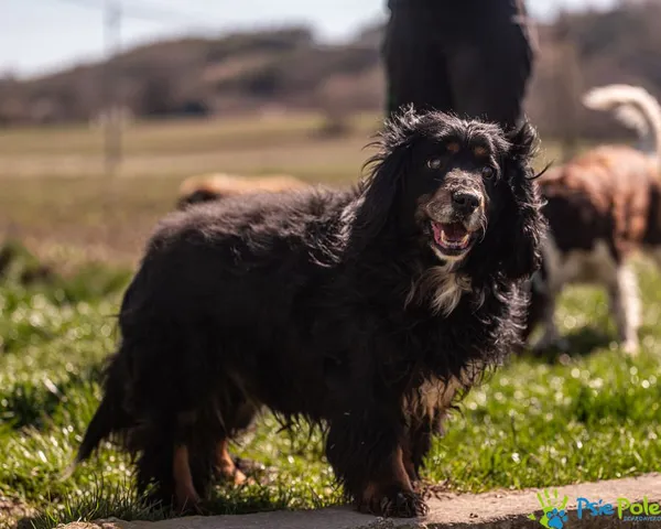 Znaleziono psa, Racławice, 7 kwietnia 2025 (1/5)