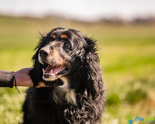 Znaleziono psa, Racławice, 7 kwietnia 2025 (5/5)