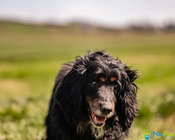 Znaleziono psa, Racławice, 7 kwietnia 2025 (2/5)