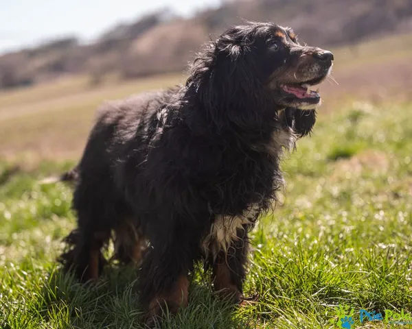 Znaleziono psa, Racławice, 7 kwietnia 2025 (4/5)