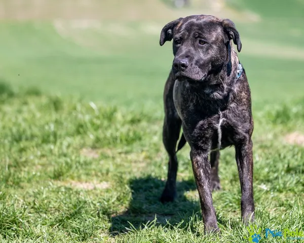 Znaleziono psa, Racławice, 4 kwietnia 2025 (1/5)