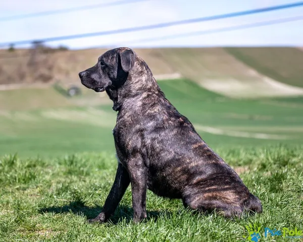 Znaleziono psa, Racławice, 4 kwietnia 2025 (5/5)