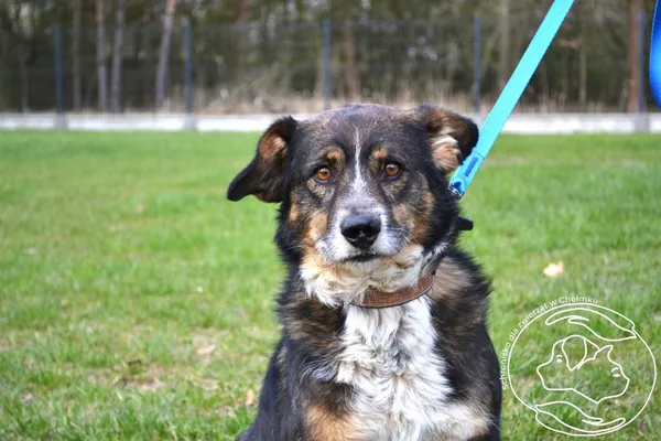 Pies do adopcji, Chełmek, 25 marca 2025