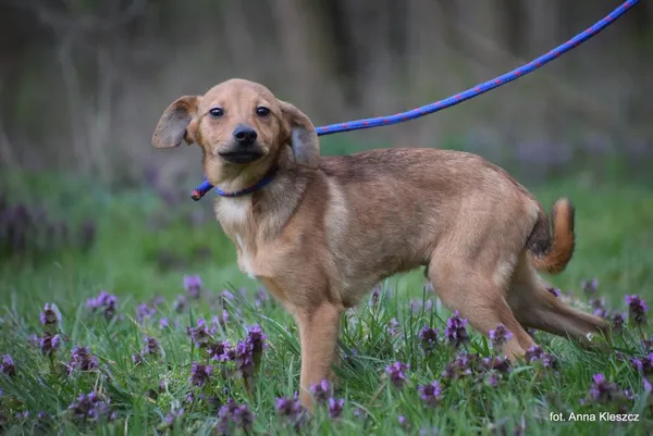 Znaleziono psa, Toruń, 24 marca 2025