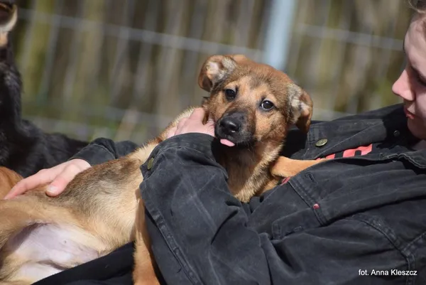 Znaleziono psa, Toruń, 24 marca 2025