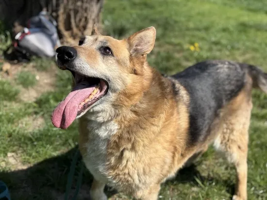 Pies do adopcji, Kraków, 27 marca 2025 (1/5)