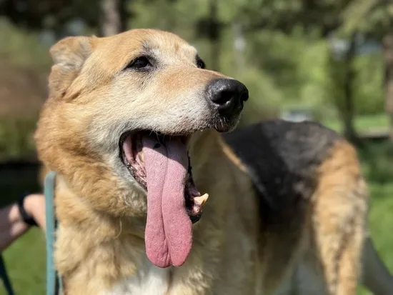 Pies do adopcji, Kraków, 27 marca 2025 (5/5)