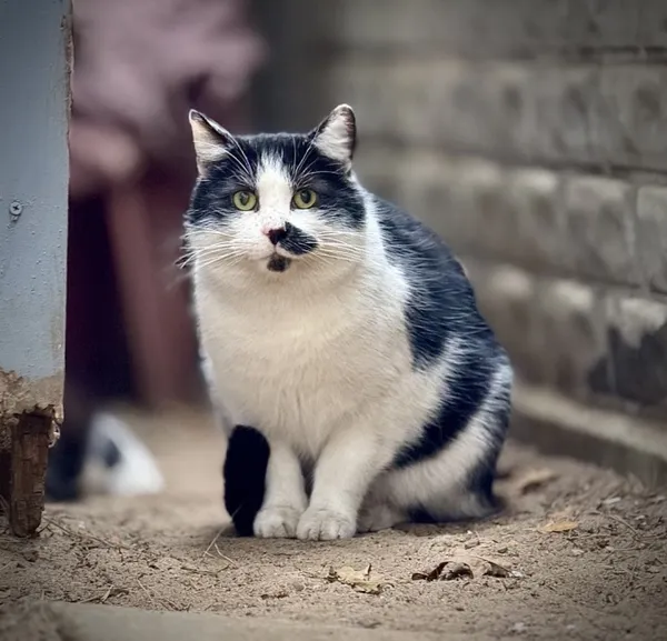 Kot do adopcji, Piła, 15 maja 2024