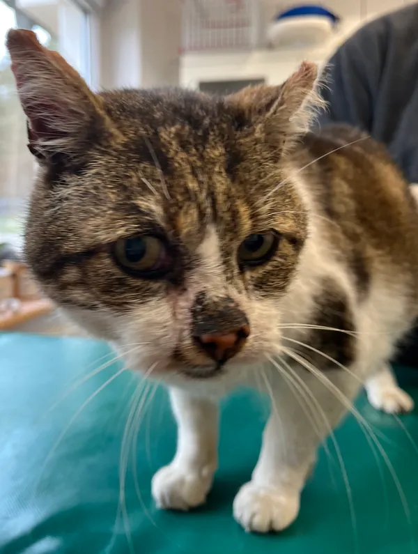 Znaleziono kota, Dobra, 11 kwietnia 2025