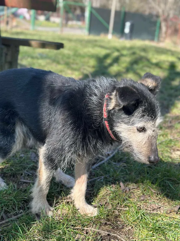 Pies do adopcji, Jelenia Góra, 11 października 2024 (3/4)