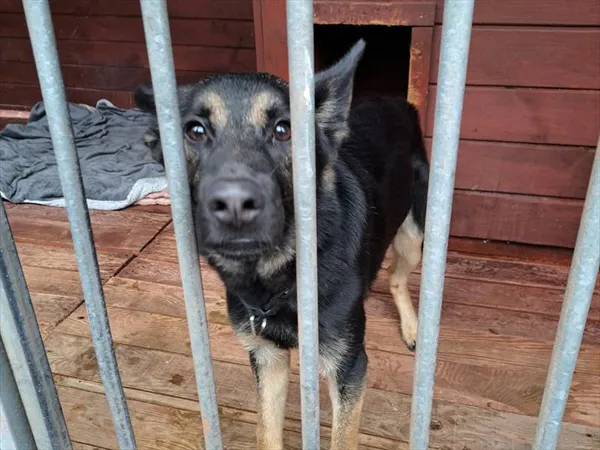 Pies do adopcji, Gorzów Wielkopolski, 10 kwietnia 2025