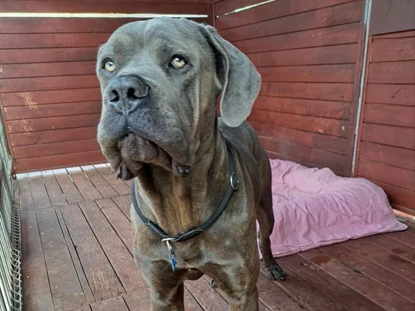 Pies do adopcji, Gorzów Wielkopolski, 10 kwietnia 2025