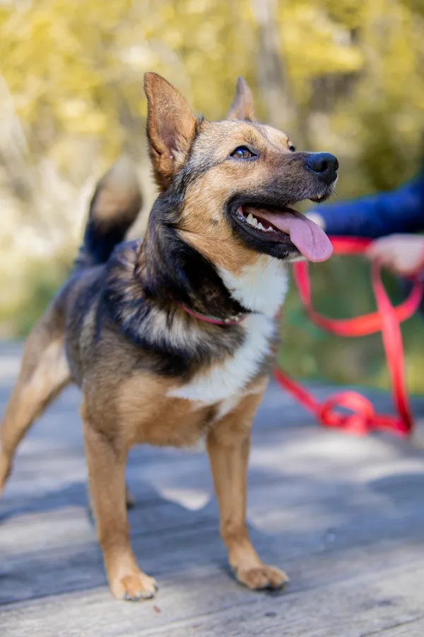 Pies do adopcji, Sosnowiec, 11 kwietnia 2025 (1/4)