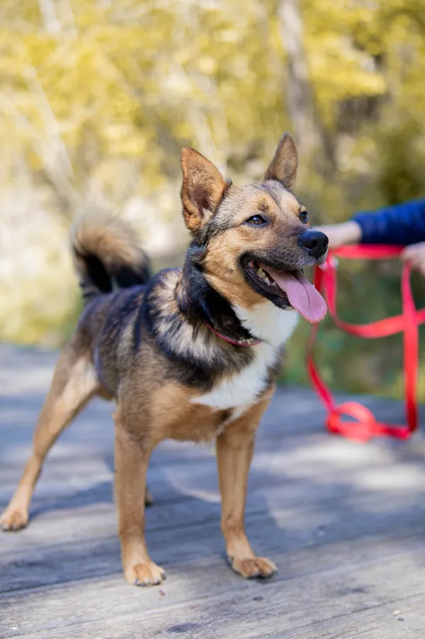 Pies do adopcji, Sosnowiec, 11 kwietnia 2025 (2/4)