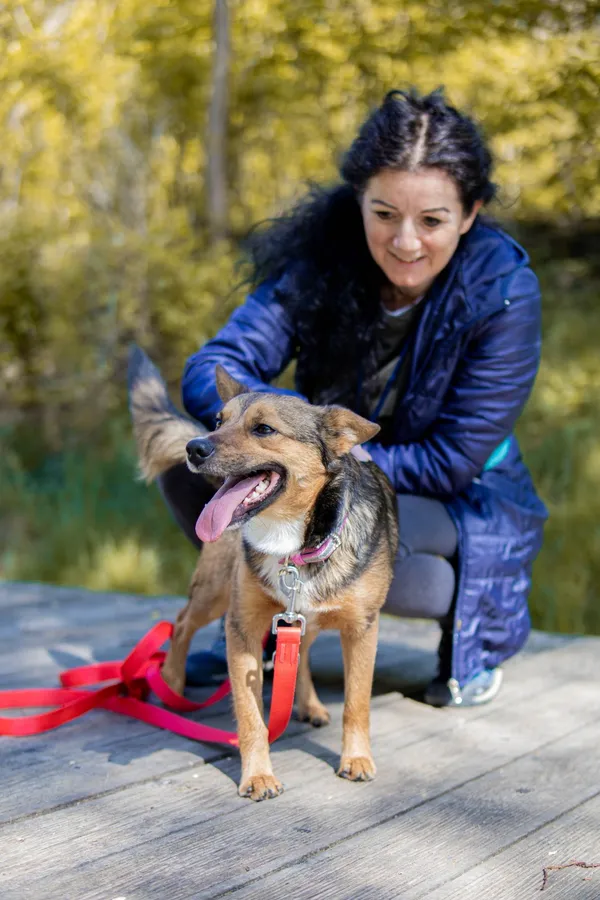 Pies do adopcji, Sosnowiec, 11 kwietnia 2025 (4/4)