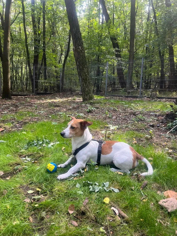 Pies do adopcji, Sosnowiec, 9 kwietnia 2025 (3/5)