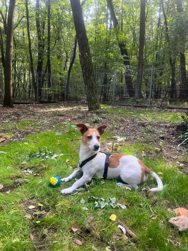 Pies do adopcji, Sosnowiec, 9 kwietnia 2025 (4/5)