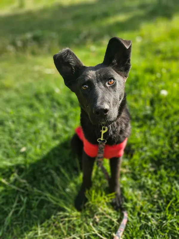 Pies do adopcji, Zgierz, 11 kwietnia 2025 (1/5)