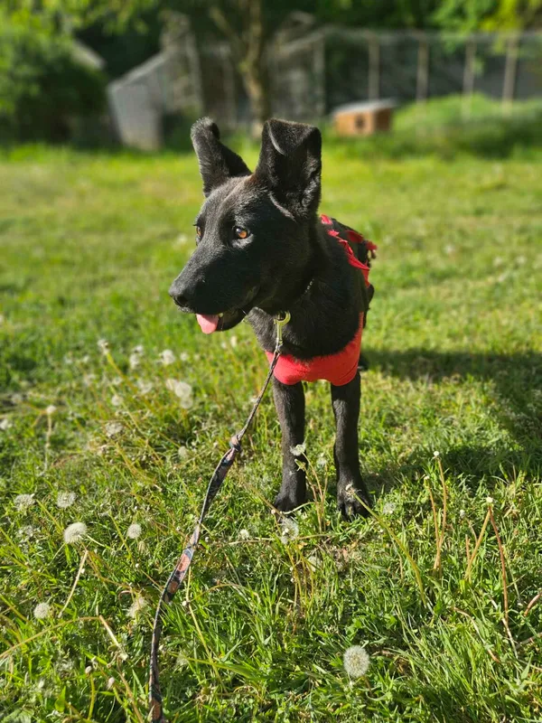 Pies do adopcji, Zgierz, 11 kwietnia 2025 (3/5)