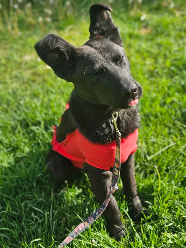 Pies do adopcji, Zgierz, 11 kwietnia 2025 (5/5)