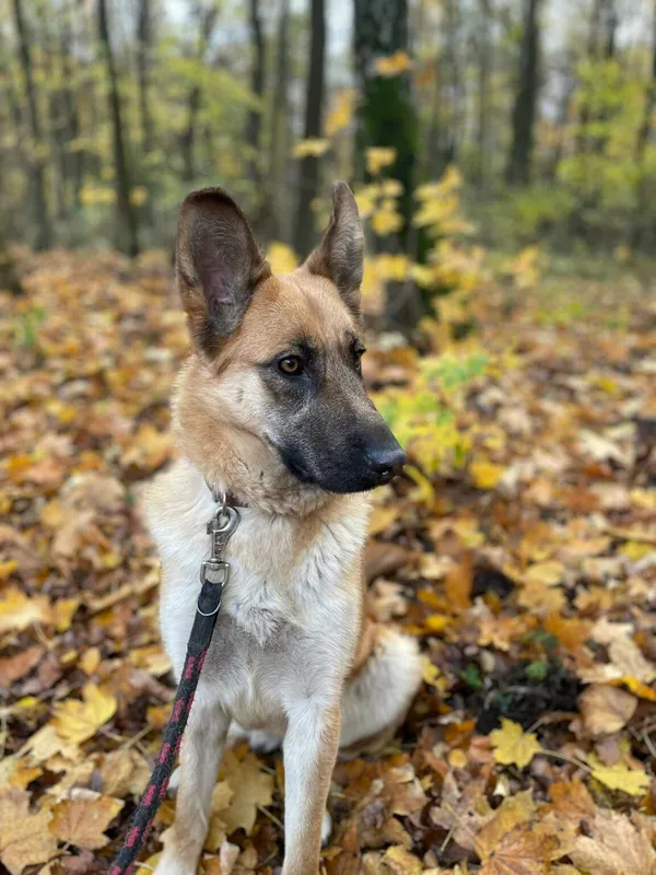 Pies do adopcji, Zgierz, 11 kwietnia 2025 (1/5)