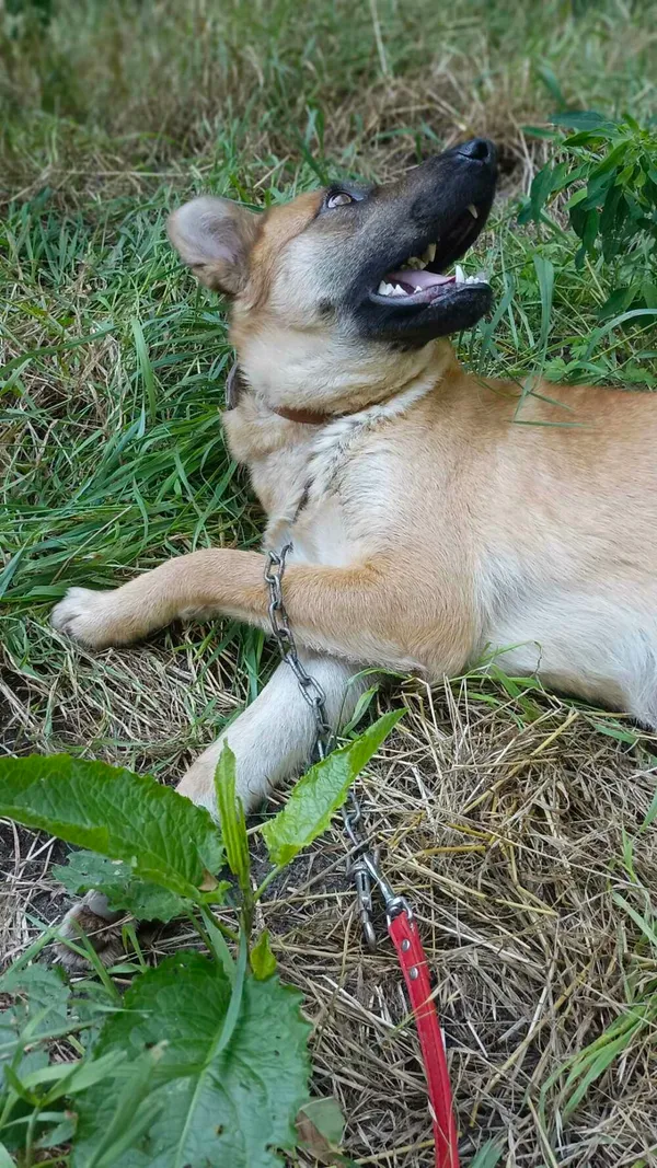 Pies do adopcji, Zgierz, 11 kwietnia 2025 (5/5)