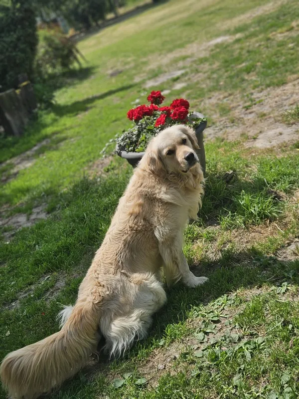 Pies do adopcji, Zgierz, 11 kwietnia 2025 (2/5)