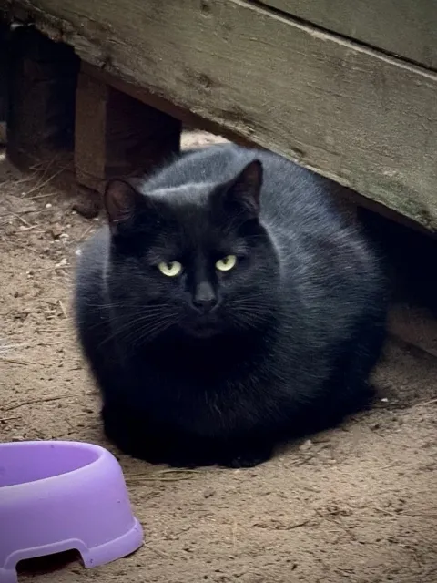 Kot do adopcji, Piła, 15 maja 2024