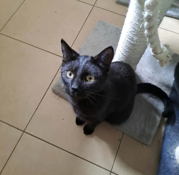 Kot do adopcji, Olsztyn, 26 marca 2025 (1/2)