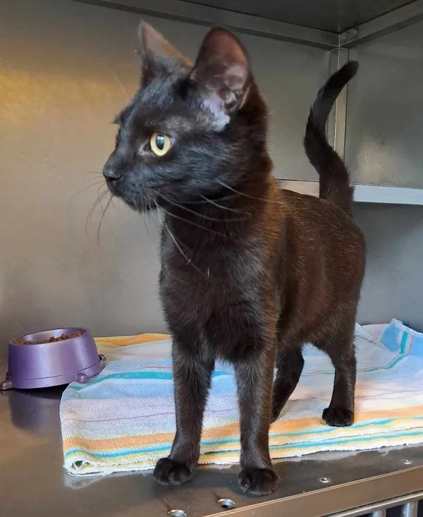 Kot do adopcji, Olsztyn, 26 marca 2025 (2/2)