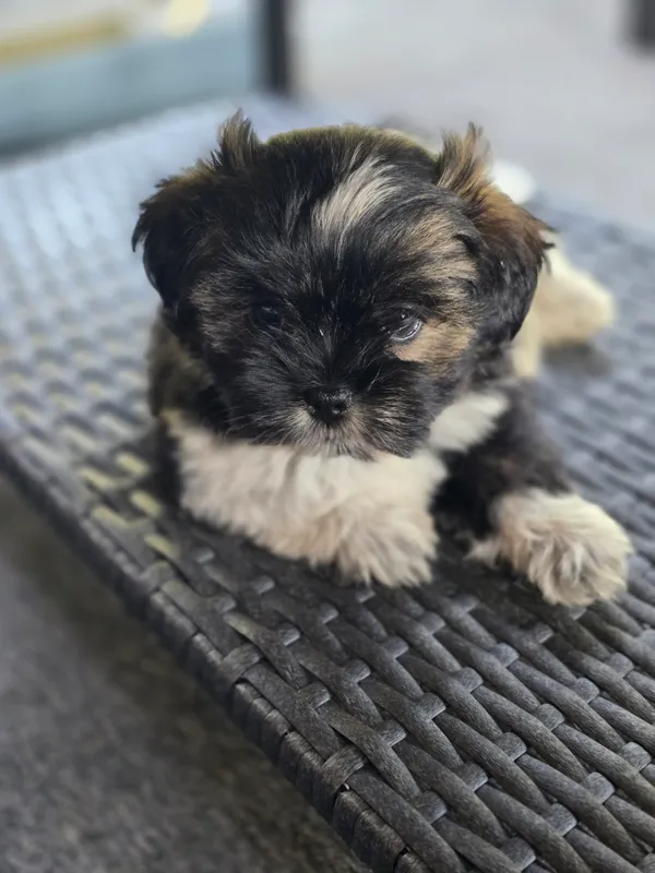 Zaginął pies, Bartoszylas, 12 kwietnia 2025 (1/2)