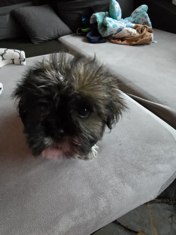 Zaginął pies, Bartoszylas, 12 kwietnia 2025 (2/2)