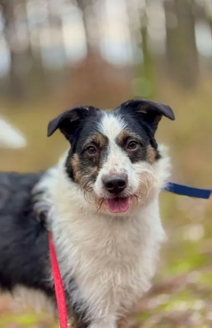 Pies do adopcji, Piła, 6 grudnia 2024 (1/5)