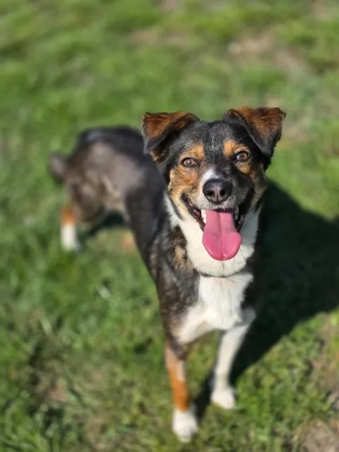 Pies do adopcji, Piła, 17 października 2022 (1/5)