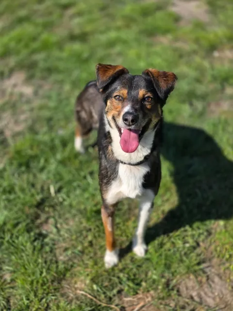 Pies do adopcji, Piła, 17 października 2022 (2/5)