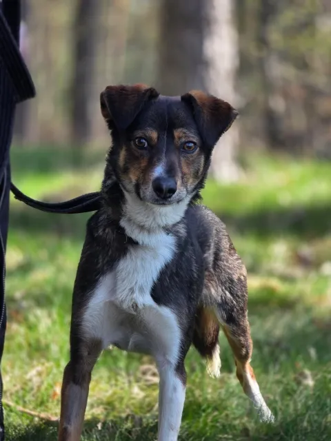 Pies do adopcji, Piła, 17 października 2022 (3/5)