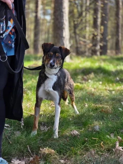 Pies do adopcji, Piła, 17 października 2022 (4/5)