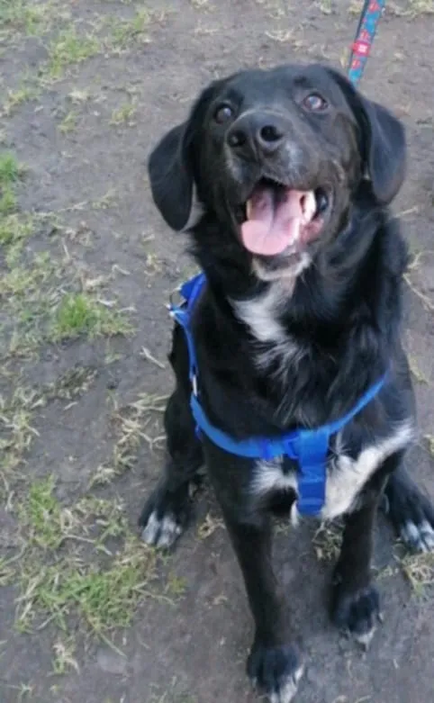 Oddam psa, Elbląg, Zatorze, 13 kwietnia 2025 (1/2)