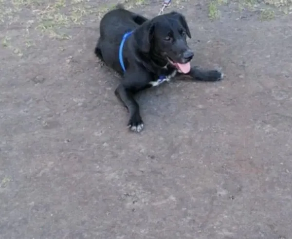 Oddam psa, Elbląg, Zatorze, 13 kwietnia 2025 (2/2)