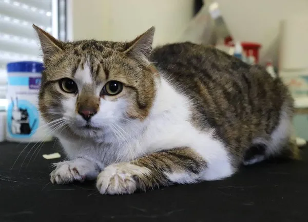 Znaleziono kota, Łódź, 11 kwietnia 2025 (1/5)