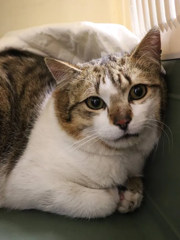 Znaleziono kota, Łódź, 11 kwietnia 2025 (3/5)