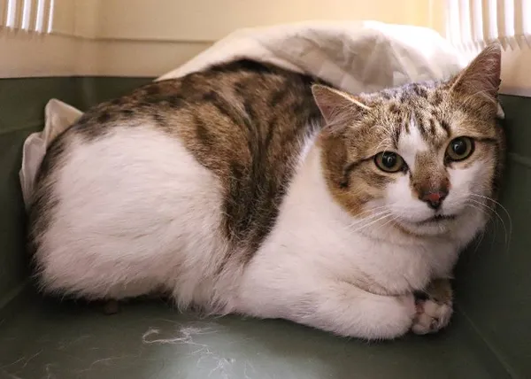 Znaleziono kota, Łódź, 11 kwietnia 2025 (4/5)