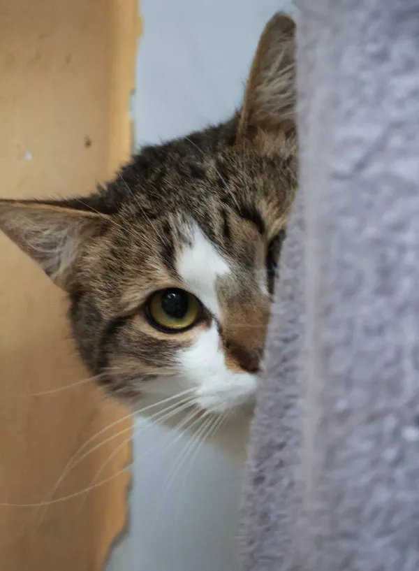 Znaleziono kota, Łódź, 11 kwietnia 2025 (5/5)