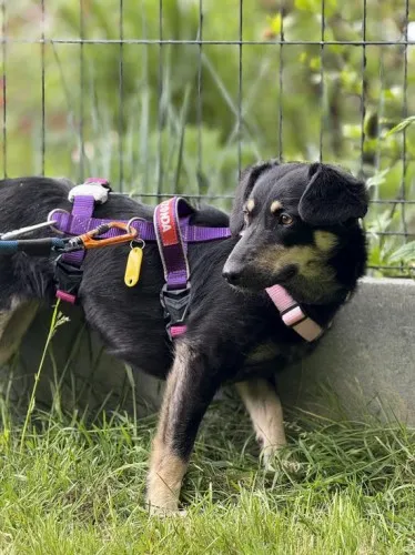 Pies do adopcji, Kraków, 27 lutego 2025 (3/3)