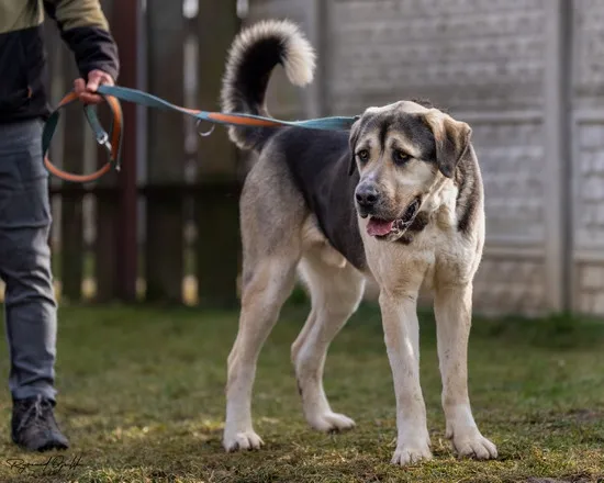 Pies do adopcji, Kraków, 29 marca 2025 (1/5)