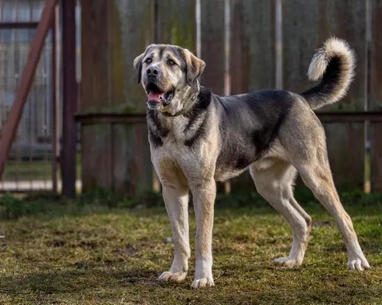 Pies do adopcji, Kraków, 29 marca 2025 (2/5)