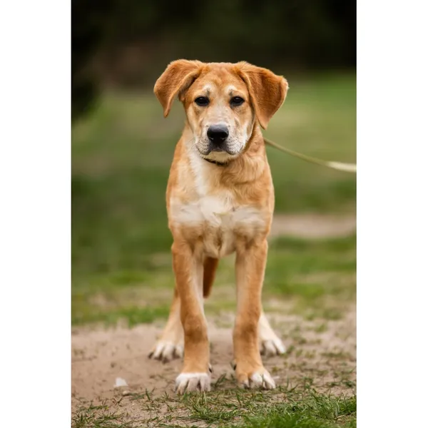 Znaleziono psa, Białystok, 12 kwietnia 2025 (2/3)