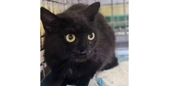 Znaleziono kota, Wrocław, 11 kwietnia 2025